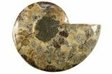 Cut & Polished Ammonite Fossil (Half) - Madagascar #310661-1